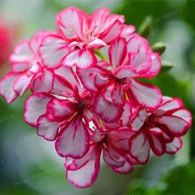 100 шт./пакет Разноцветные Цветок герани flores бонсай растения красивые цвета радуги с цветочным рисунком растения для дома и сада - Цвет: Прозрачный