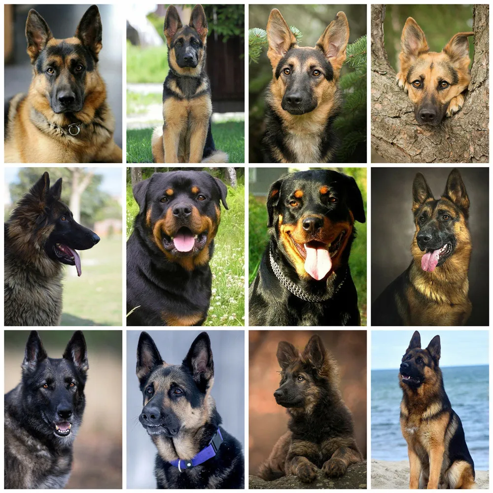 

5D DIY Mosaic Diamond Painting Full Drill Square Dog Diamond Embroidery Cross Stitch Animal Modular Pictures