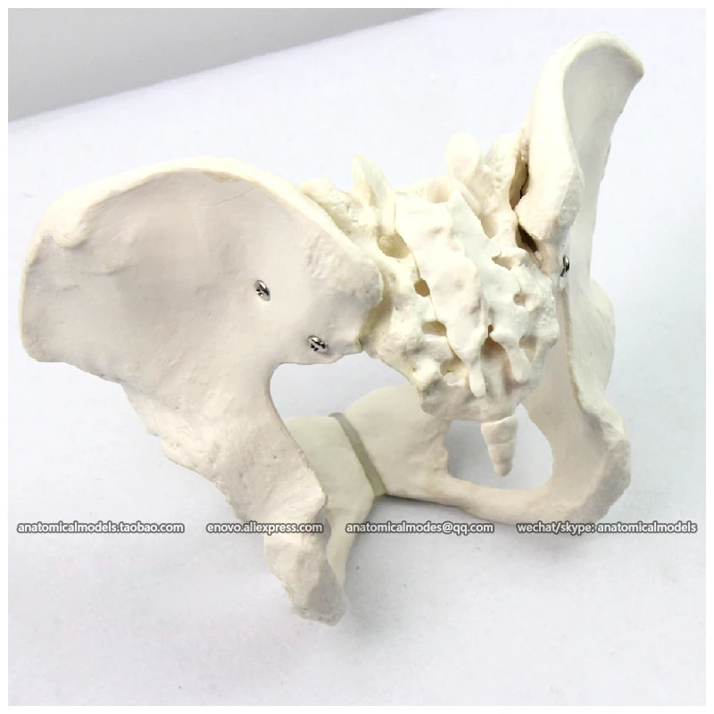 12340/таз женский медицинская анатомическая человеческая модель/CMAM|female pelvis model|pelvis