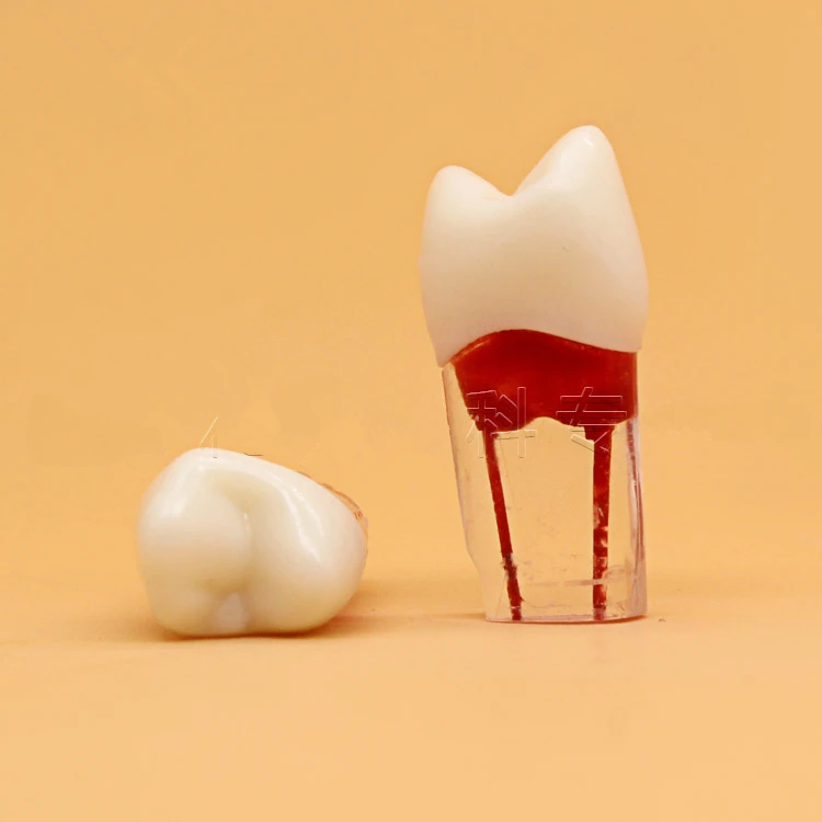 4 шт./компл. зубной корневой канал модель для тренировок обучение