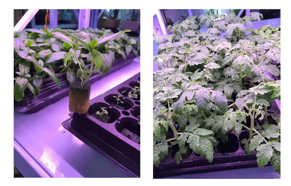 Soilless Culture Substrate Agricultural Cutting Seedling Block Hydroponic Grow Media Propagation Cloning Rockwool Cubes 50 | Дом и сад