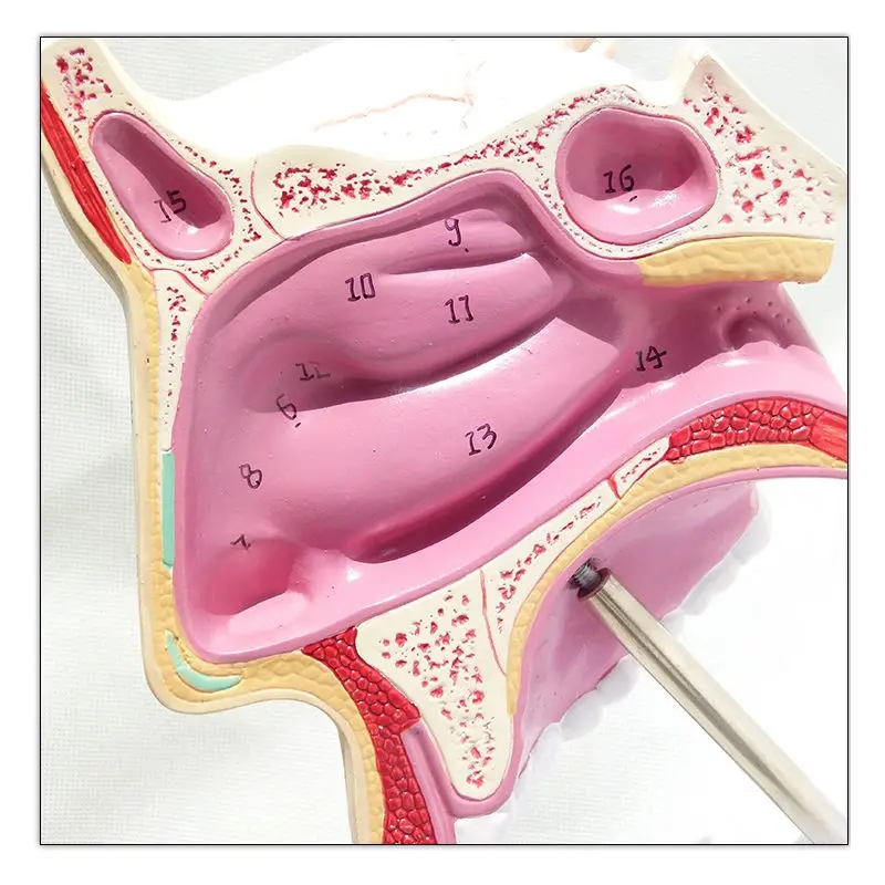 Носовая полость анатомическая модель носовая сетка сетка|Медицинская наука| |