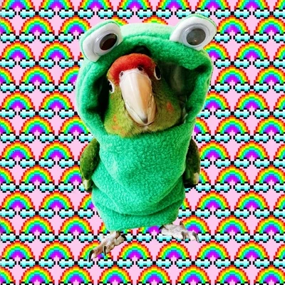 Одежда с птицами ручной работы милый Летающий костюм для тараканов солнца