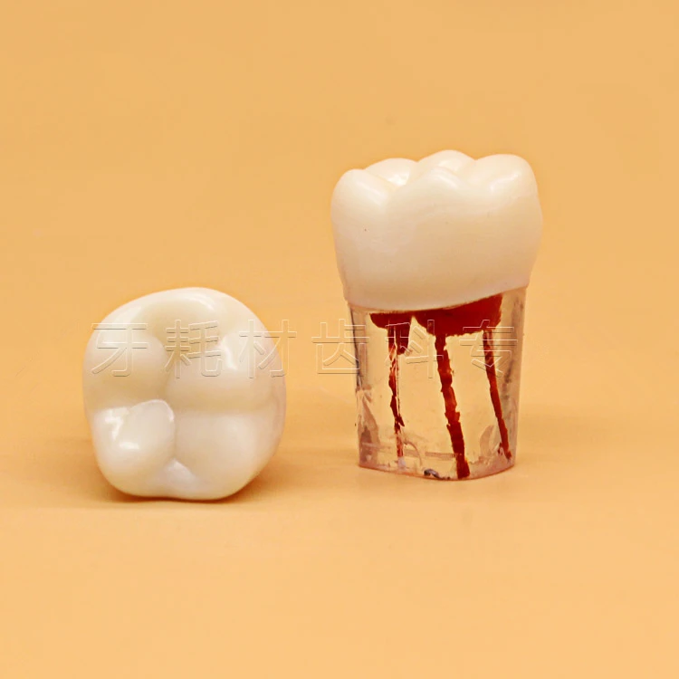 4 шт./компл. зубной корневой канал модель для тренировок обучение