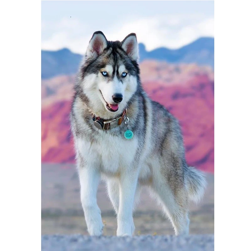 Набор для рисования по номерам на холсте сделай сам|Картины номерам| |