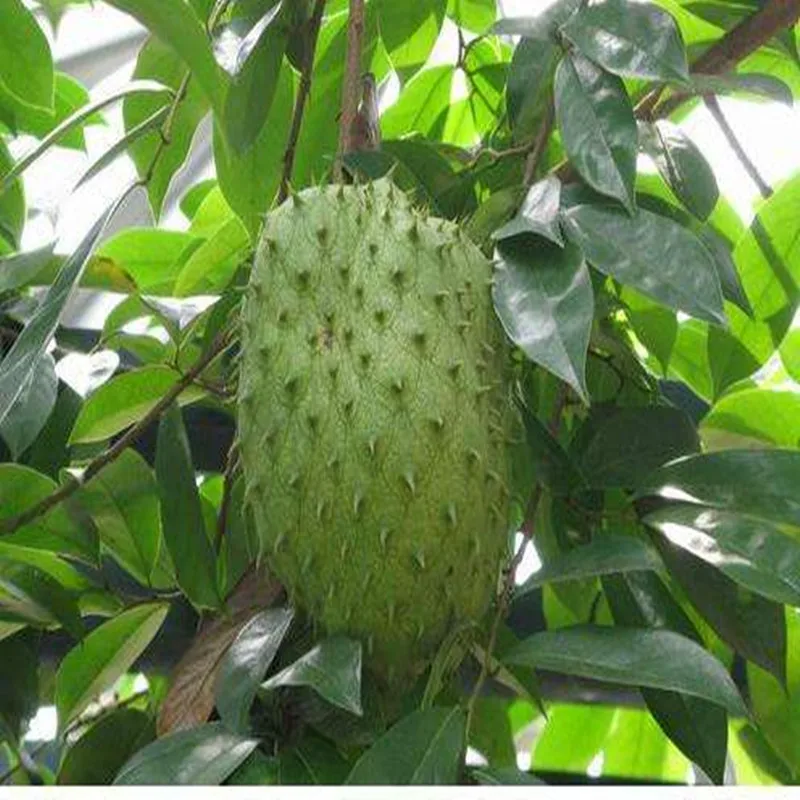 

100% Natural Organic Soursop/Graviola Extract Powder,CiGuo Fan Li Zhi,Annona Glabra,cure Depression,Stress,and Nervous Disorders