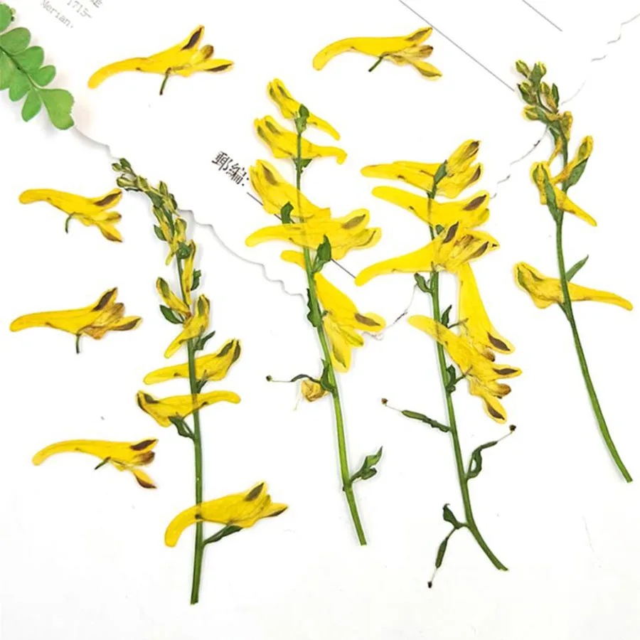 

60pcs Pressed Dried Yellow Corydalis Pallida Flower Plant Herbarium For Jewelry Postcard Invitation Card Phone Case Bookmark DIY