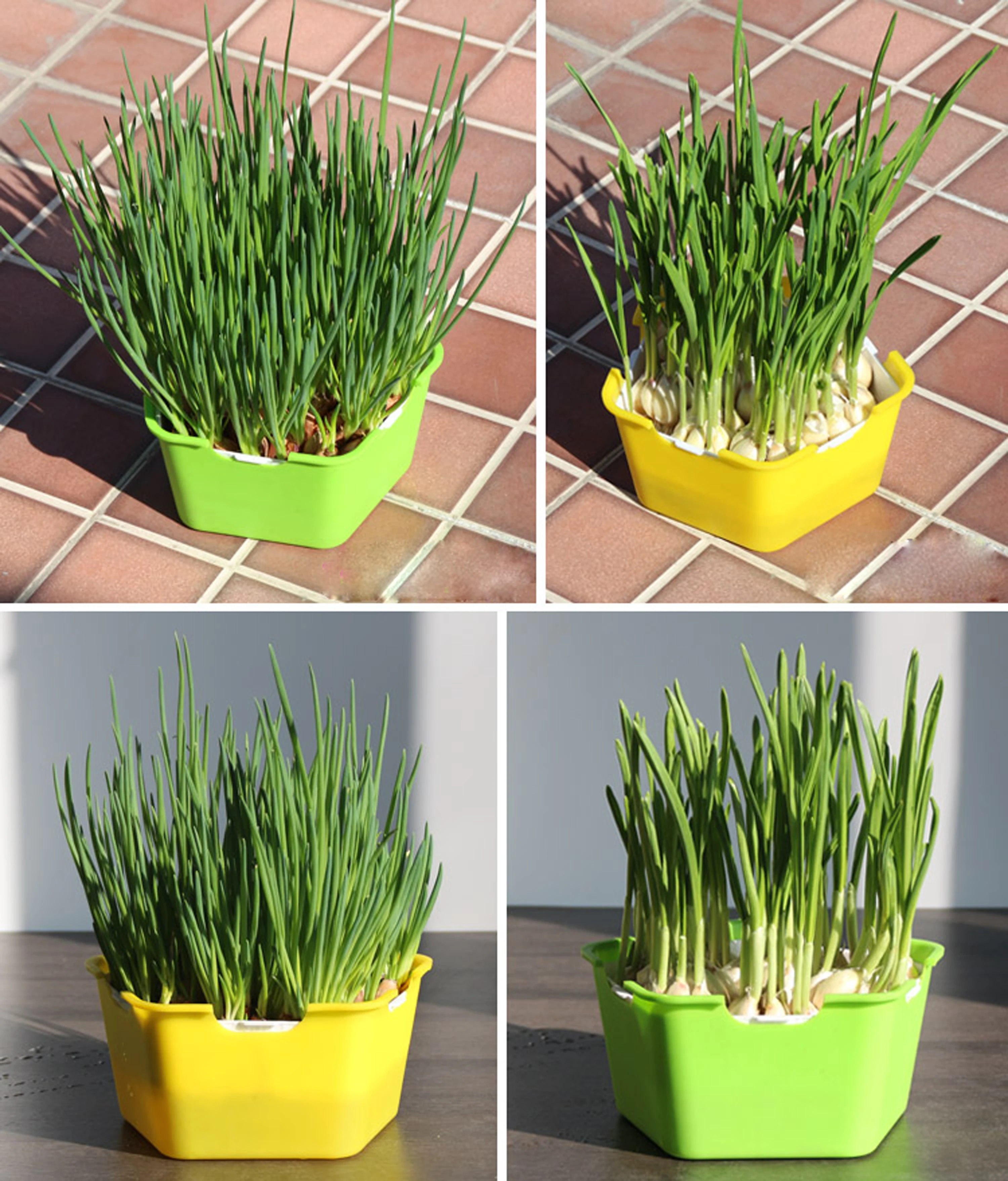 Пятиугольный пластиковый Sprout посадочный горшок Box поднос для рассады гороха