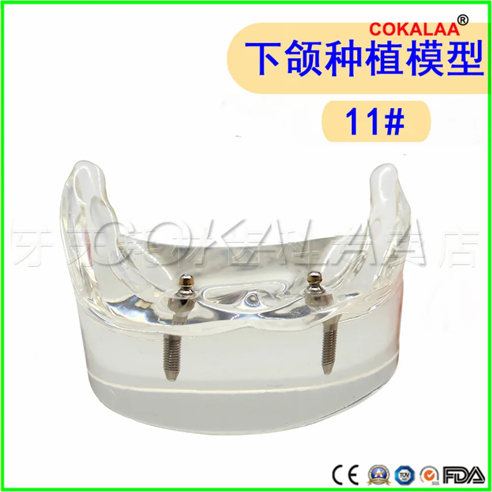 Хорошее качество модель нижней челюсти стоматологический общение с пациентами