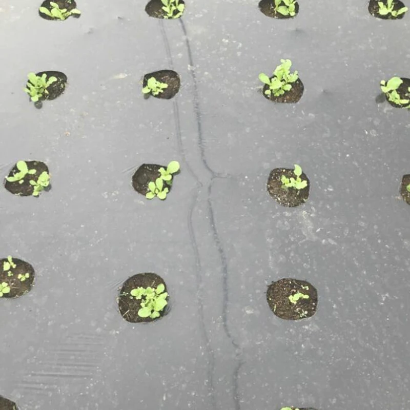 Черная плёнка 10 м с 5 отверстиями Полиэтиленовая для сельскохозяйственных