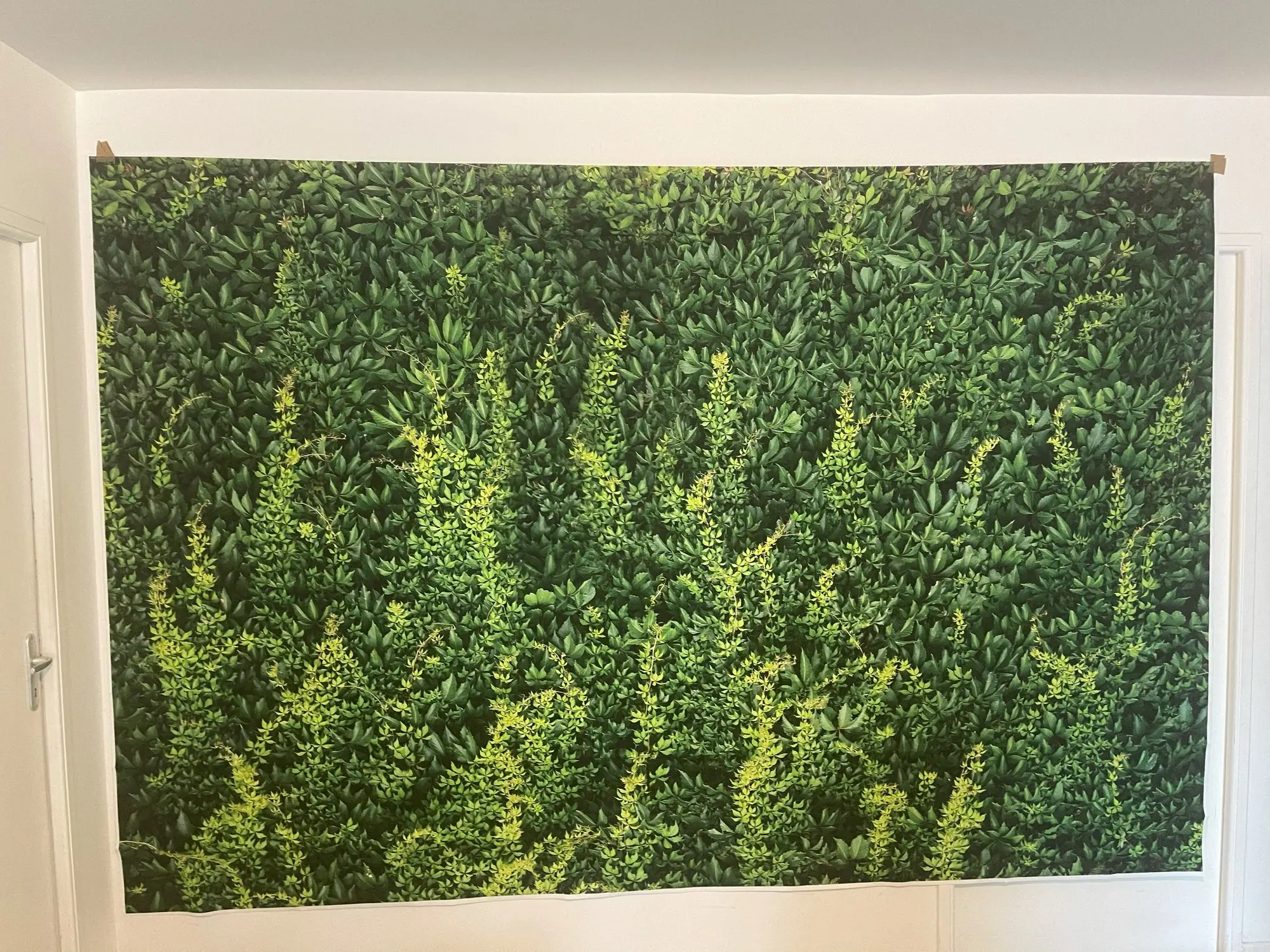 Фон для фотосъемки с зелеными листьями и тропическими | Электроника