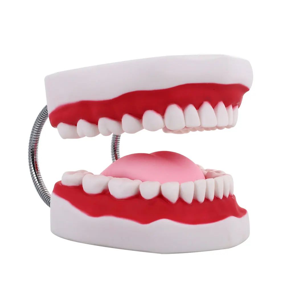 

Human Teeth Model PVC Stomatology Nursing Education School Dental Clinic Doctor Hospital Nurse Specialized School Study Tools