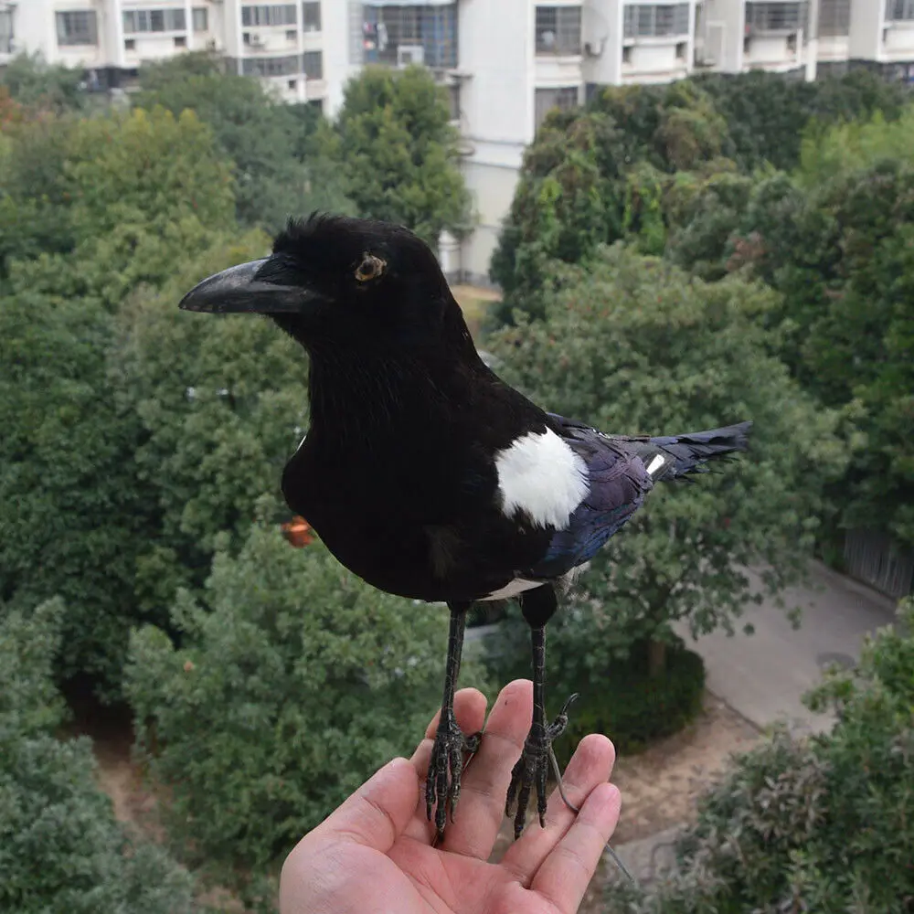 1 шт. наполнитель для аксидермии Pica pica eurasia Magpie /Common Magpie/обучение/украшение черного
