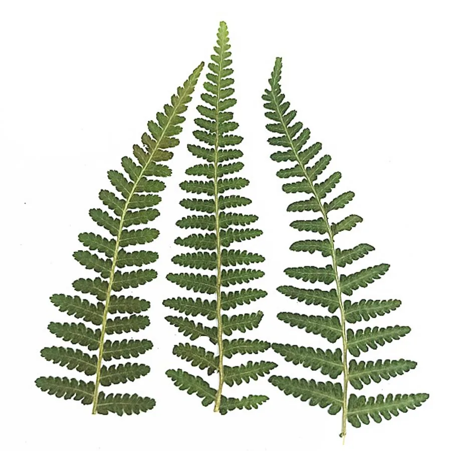 120 шт. прессованный высушенный натуральный зеленой фасоли листьев гербарий из