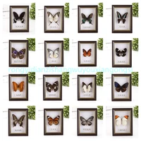 real butterfly specimen natural colorful education teaching home decor artwork material gift ornament diy