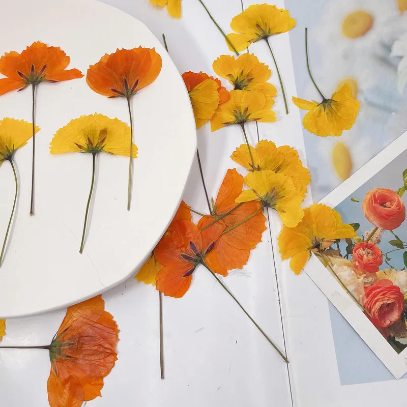 

120pcs Side Pressed Dried Cosmos Sulphureus Cav. Flower Plant Herbarium For Jewelry Postcard Phone Case Bookmark Craft DIY