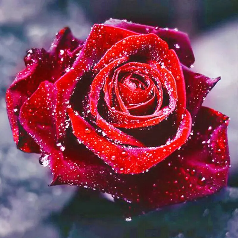 

5D DIY Full Round Diamond Painting Romantic Red Rose Under Ice and Snow Cross Stitch Diamond Embroidery Mosaic Home Decoration