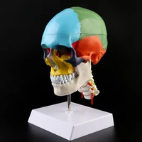 human anatomy skeleton anatomical model with colored bones cervical vertebra sculpture medical supplies