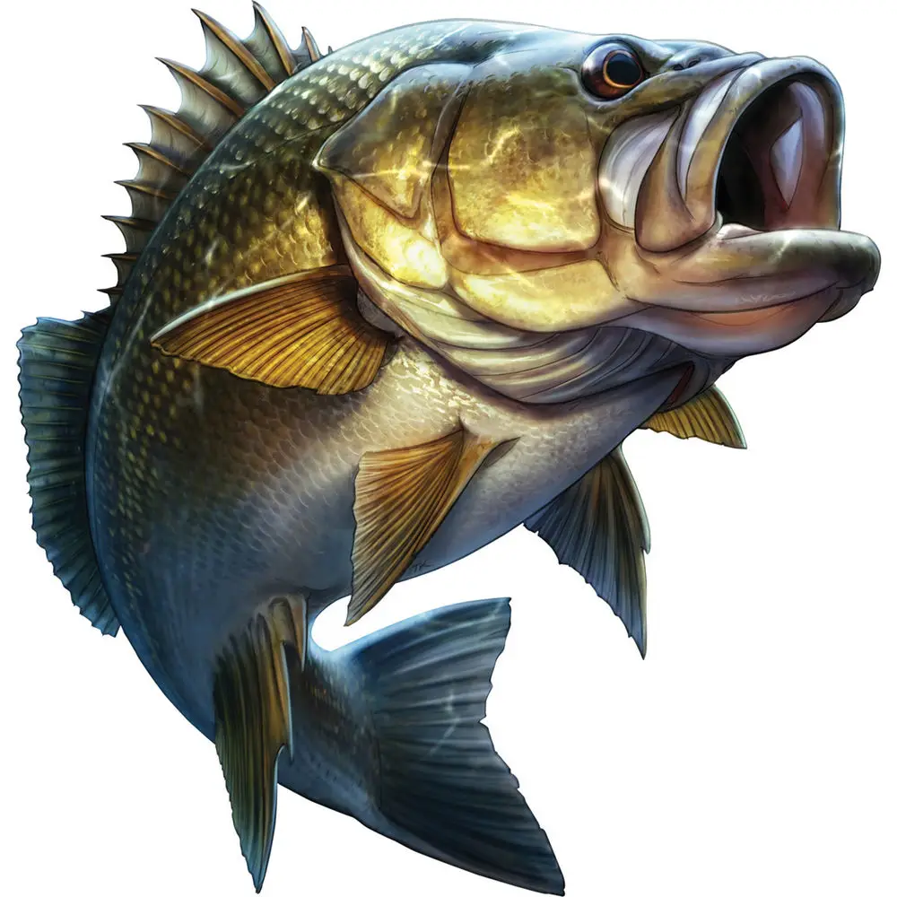 

15x15cm Funny fish Car-Sticker Automobiles Motorcycles Window Bumper Laptop Vinyl Decal PVC Decorative Goods