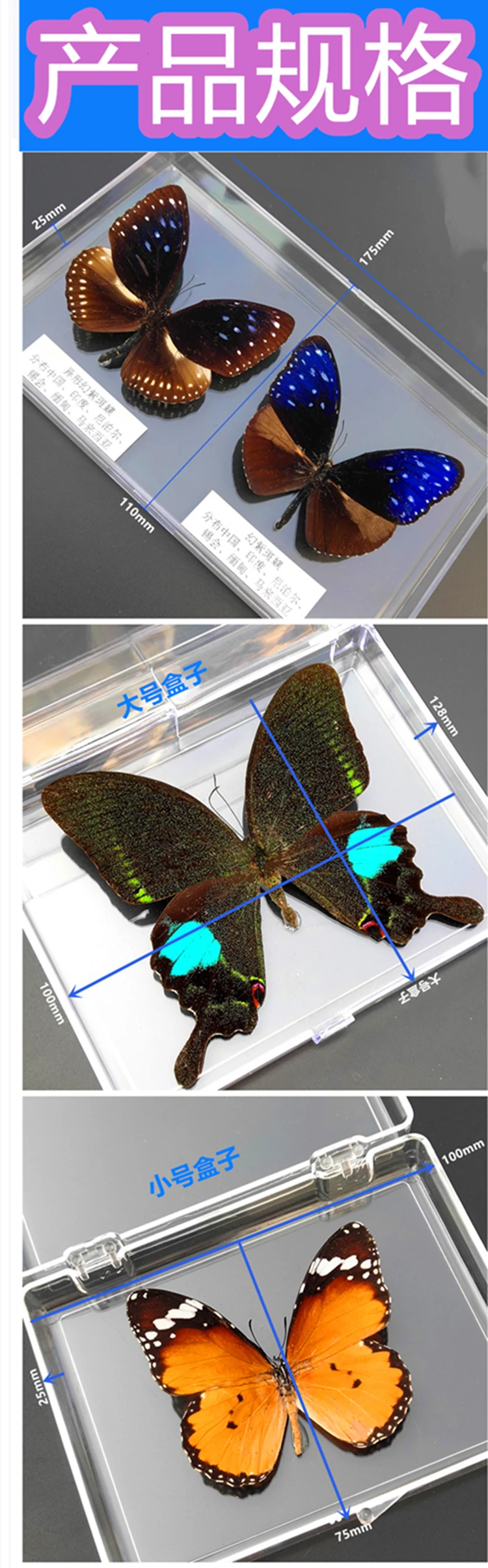 56 real butterfly specimens ornaments insect spreading wings specimen box monarch decoration | Дом и сад