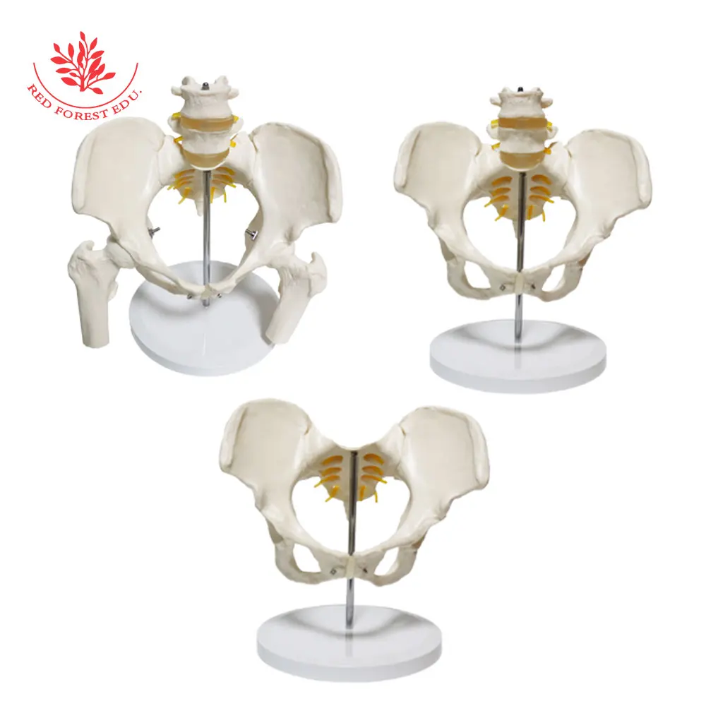 Тазовая модель из ПВХ в натуральную величину 2 Поясничный вертебер женский
