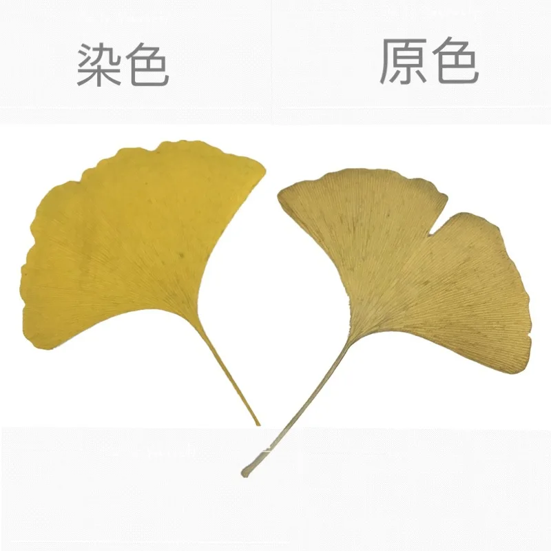 Настоящий цветок Ginkgo листья искусственная эпоксидная смола фоторамка с