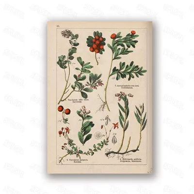 

Diy Diamond Painting Modern Natural Biology Plant Family Many Wild Plants Picture Book Atlas Niche Entrance Decorative Painting