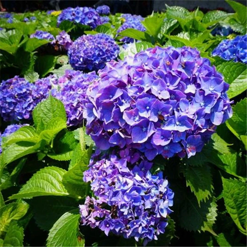 

15Pcs Aromatic Hydrangea Seeds Bonsai Home Flower Nature Plants Garden Fragrant Big-leaf Hydrangea Essence Lip Mask QH2