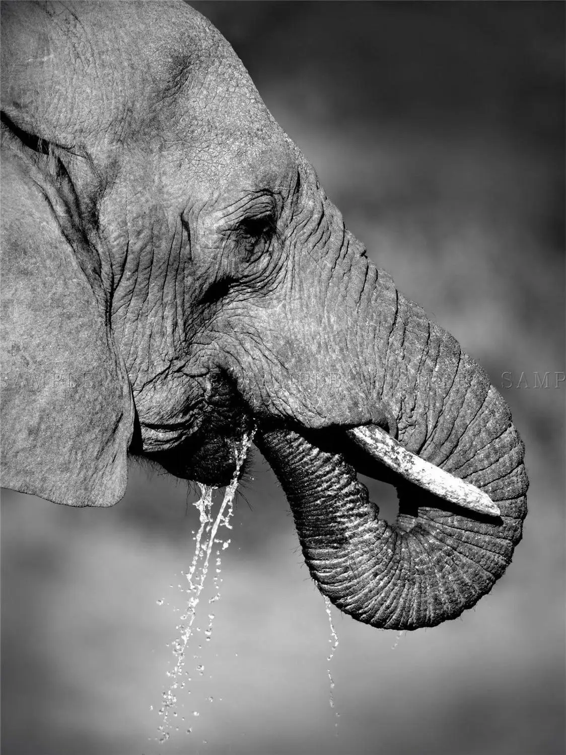 Африканский слон питьевой черный белый художественный Печатный Шелковый плакат