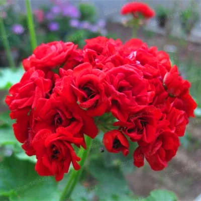 100 шт./пакет Разноцветные Цветок герани flores бонсай растения красивые цвета радуги с цветочным рисунком растения для дома и сада - Цвет: Светло-желтый