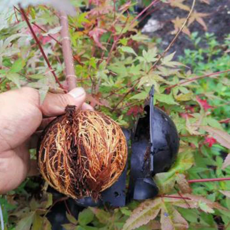 5 шт. завод укоренения мяч прививки гроубокс разведение чехол для сада высокого