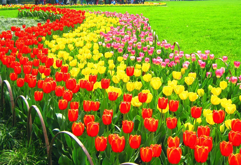 103 шт./пакет в форме тюльпана от flores Редкие бонсай растения, красивые тюльпаны в горшке, многолетнее на приусадебных участках, а также в форме тюльпана от завода