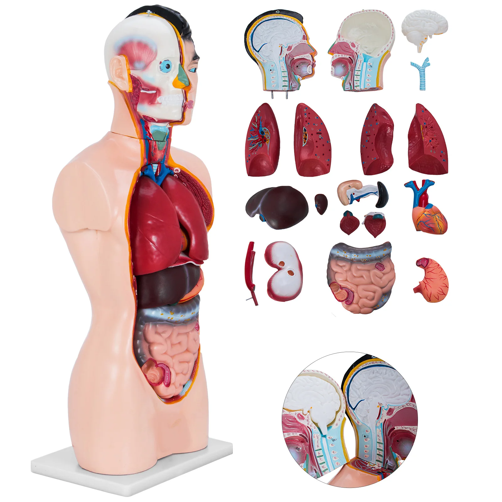 

Мужская анатомическая модель скелета VEVOR, 85 см, 19 частей тела, торс для медицинских наук, обучающее оборудование