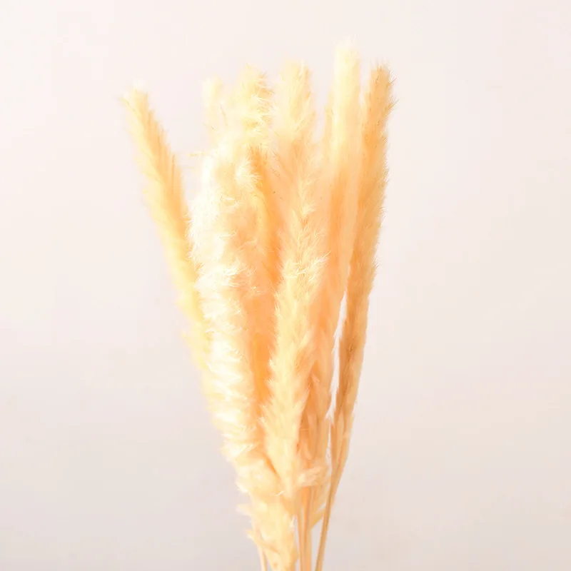 10 шт. натуральные сухие цветы Bulrush искусственные растения ветки пампасы трава