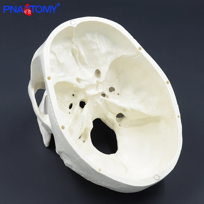 cabeça esqueleto modelo de ensino ferramenta médica