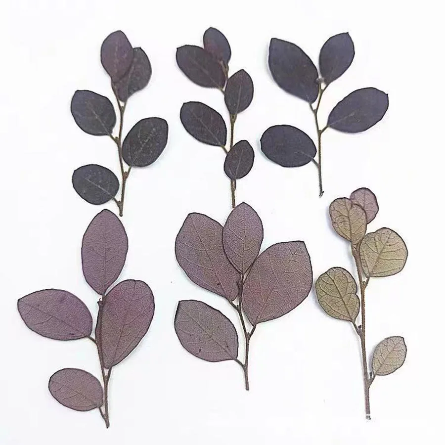 

50pcs Pressed Dried Loropetalum Chinense Var.rubrum Flower Plants Herbarium For Jewelry Postcard Invitation Card Bookmark DIY