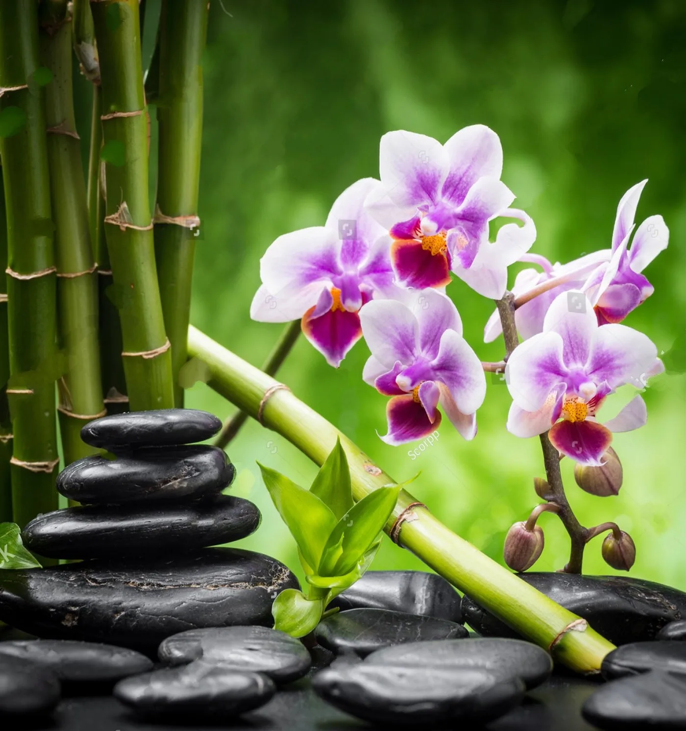 

JMINE Div 5D Орхидея цветок Бамбук спа полностью Алмазная краска наборы для вышивки крестиком искусство Высокое качество цветочный 3D краска алм...