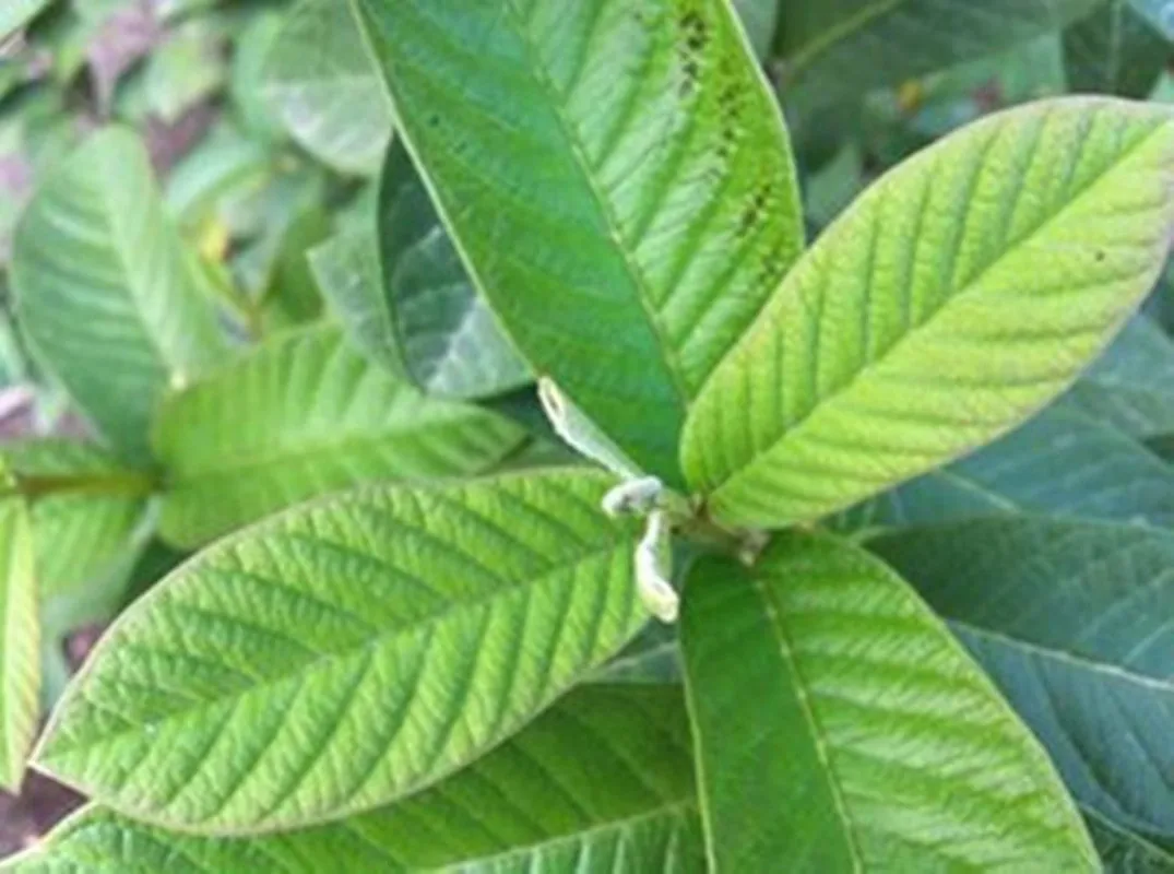 100% Натуральные Сушеные Листья гуавы листья гуаябы против выпадения волос | Дом и