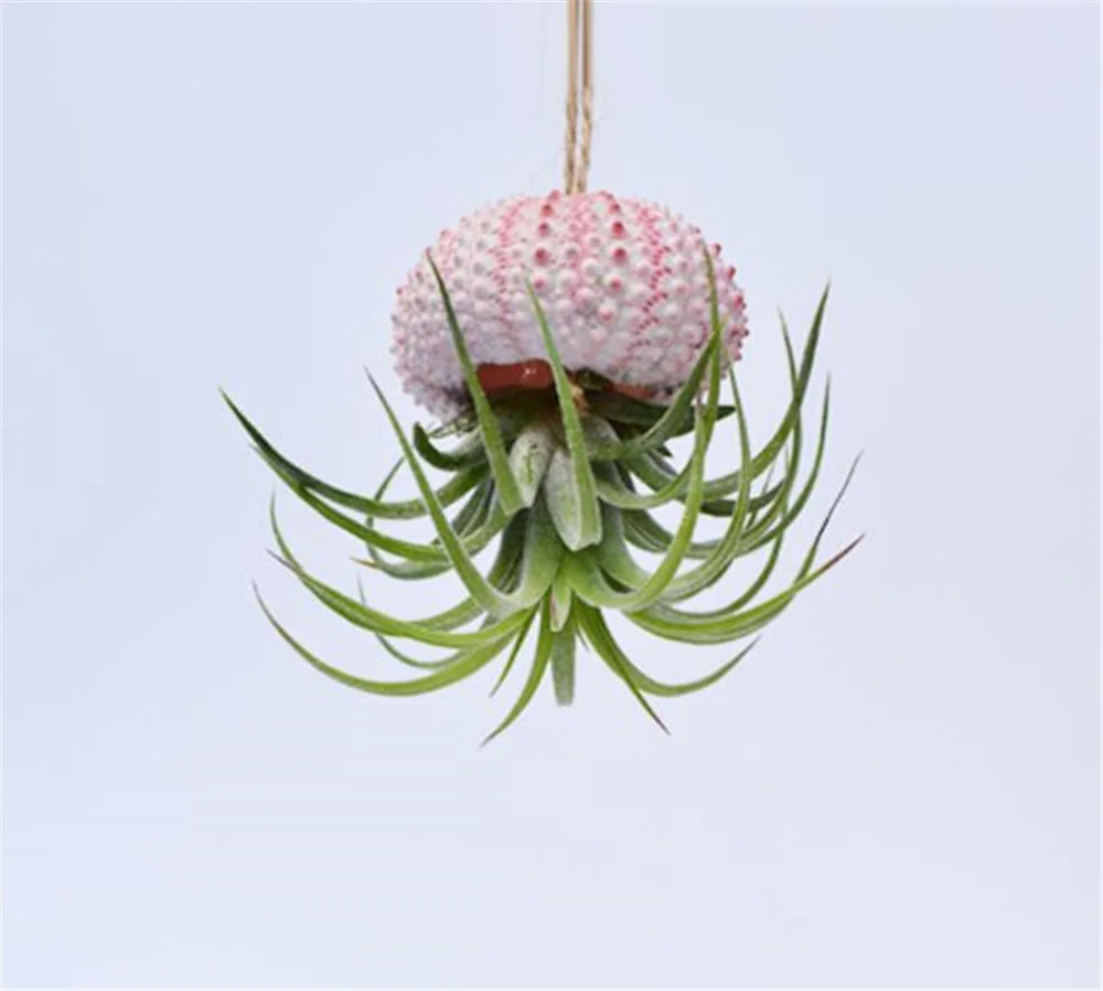 New 100pcs/lot Air Plants Holders Natural Sea urchin Shell Wall Hanger Handmade Rope Hanging Plant Hanger with Ropes