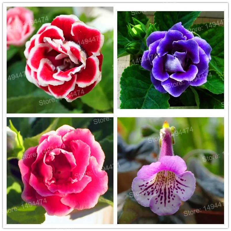 100 шт Искусственный глоксиния|Цветочные горшки и кадки| |