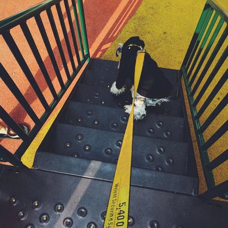 Модный поводок на воротник для ремня безопасности шнауцера домашних животных