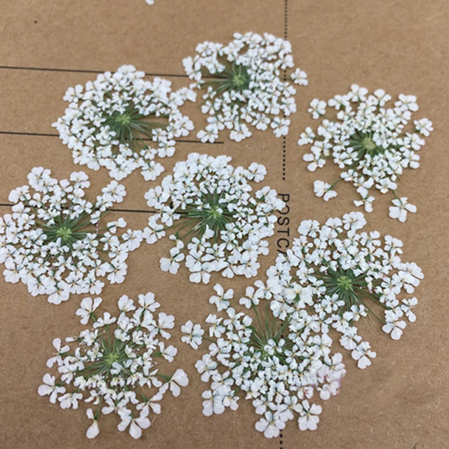 Кружевные цветы Minoan подарки с прессованными цветами натуральная реальная