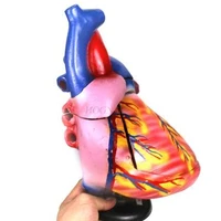 heart anatomy magnified model about 3 times atrial ventricle junior high school biology laboratory medical teaching equipment