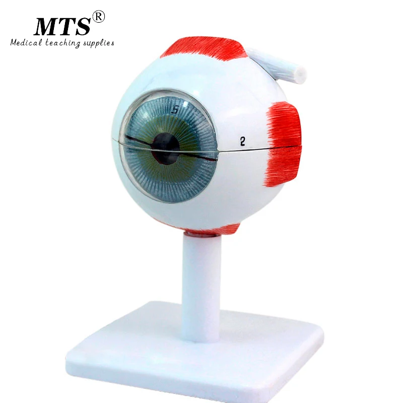 Медицинская модель 4D для анатомии глаз собранная человеческая новая конструкция