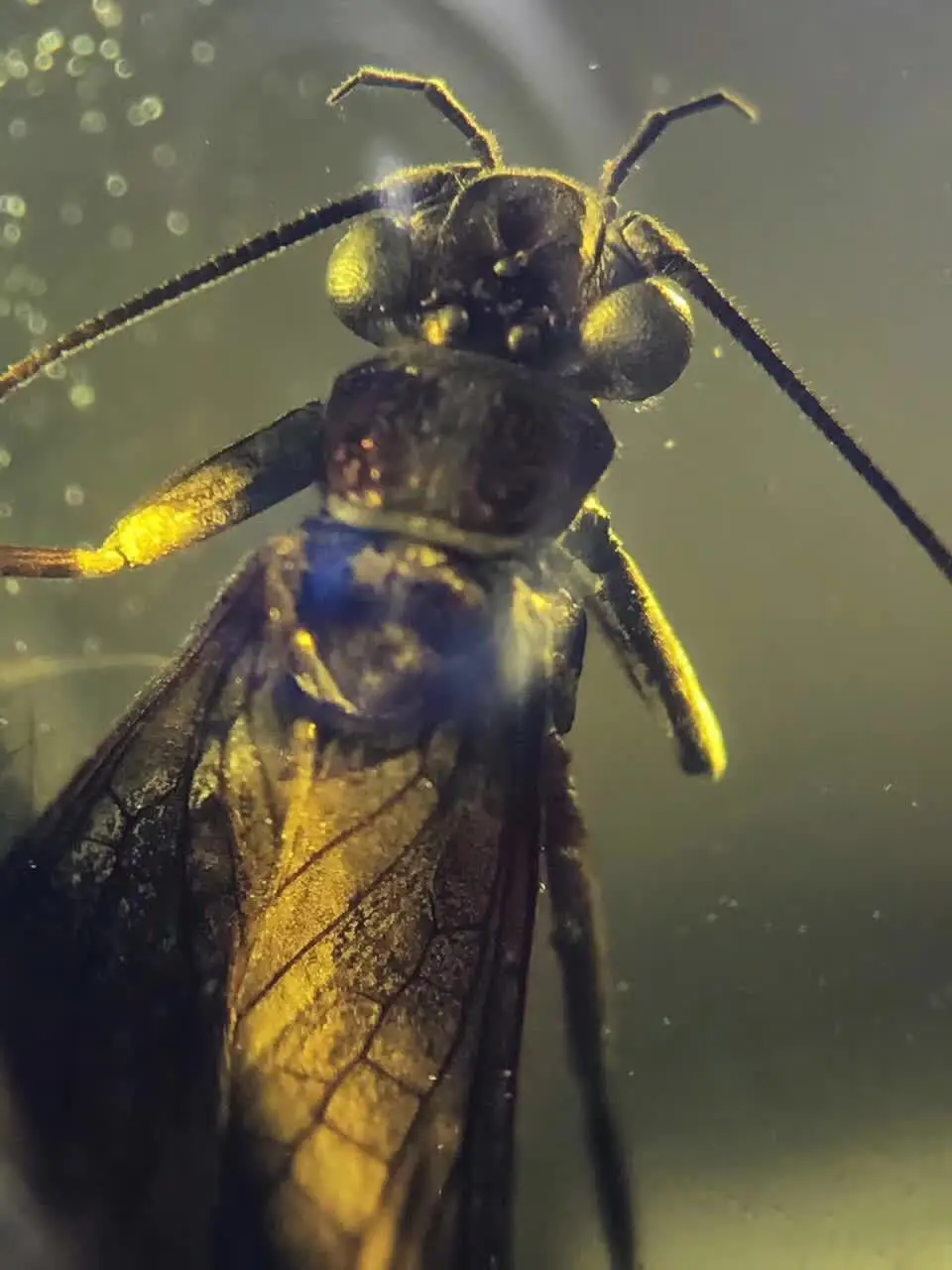 Кольцо с подвеской-браслетом напоминающее о древней маньяме Янтарное насекомое |