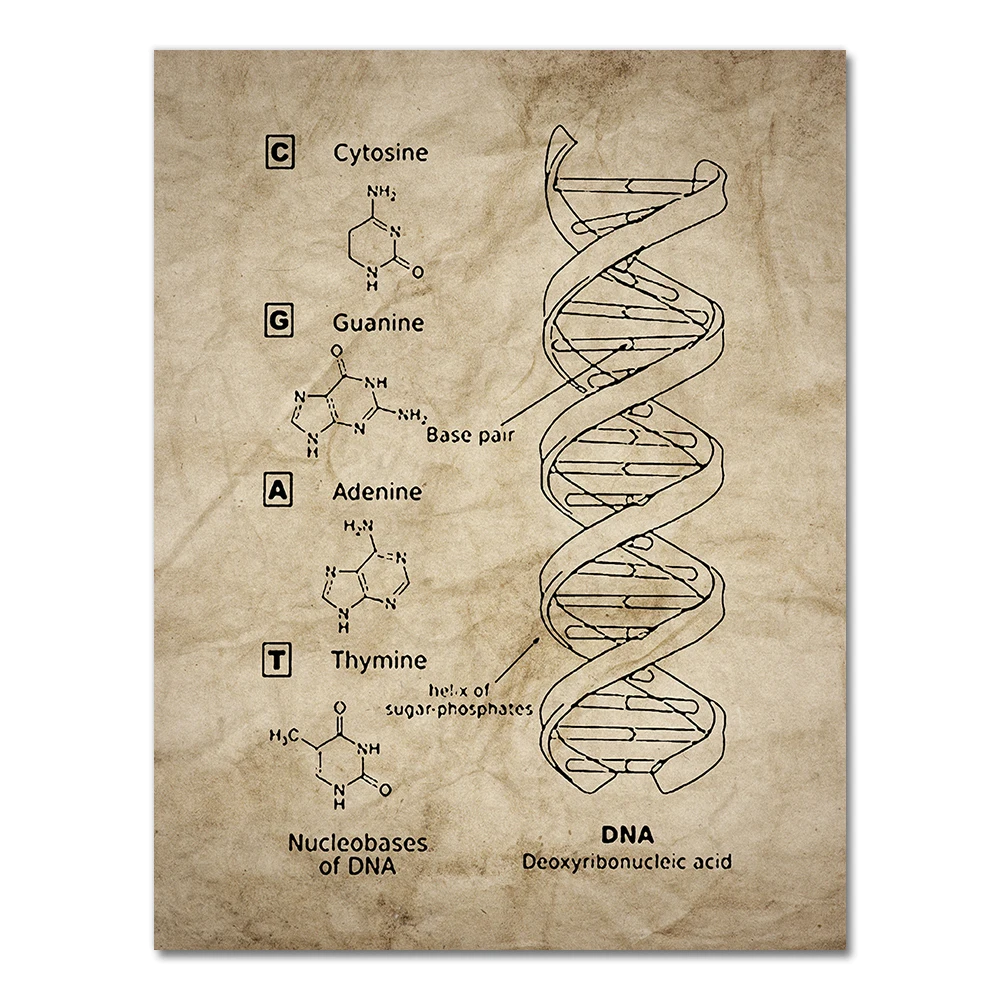 

Настенная живопись ДНК и РНК генетический код AliPaint