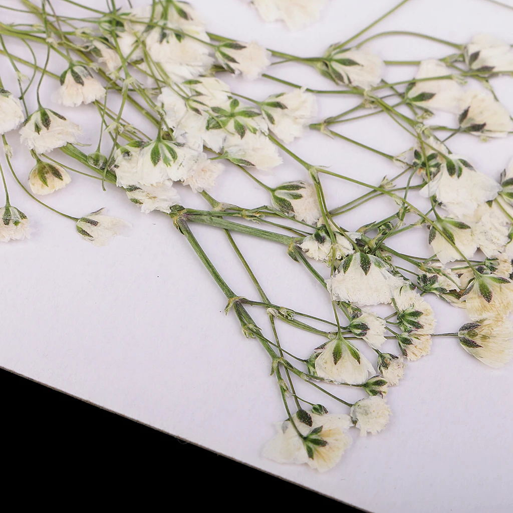 

20x Pressed Dried Flower DIY Craft Jewelry Making Handmade Resin Ornaments