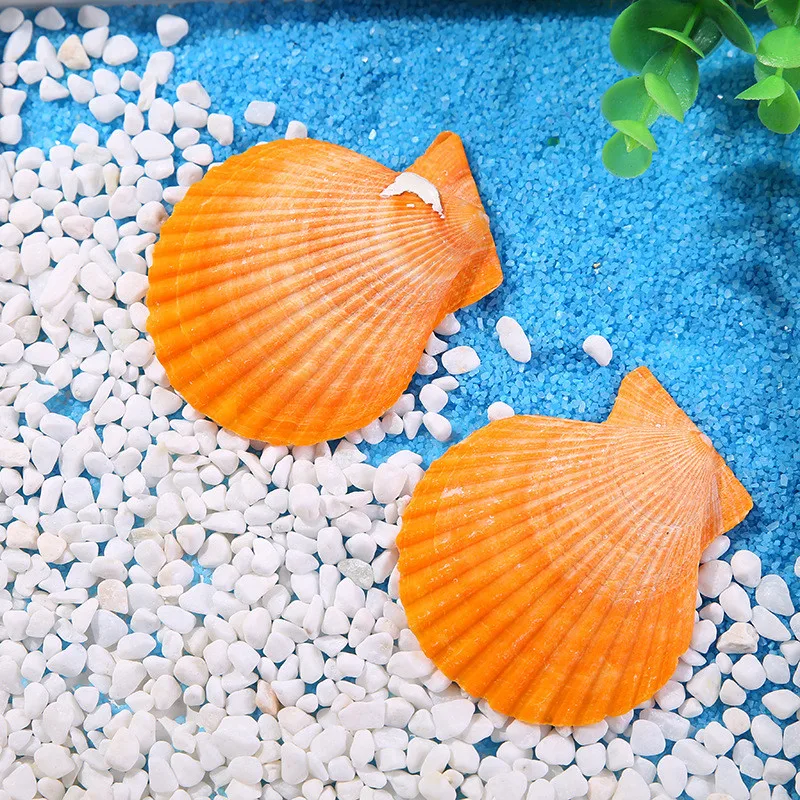 

10pcs/Lot Natural Yellow Big Sea Shell Mediterranean Style Creative Ocean Fan Decoration Fish Tank Aquarium Shells