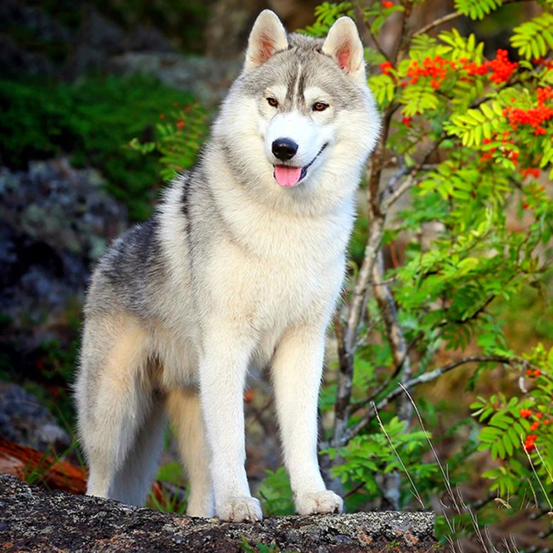 

5d DIY Алмазная картина полностью квадратная сибирская хаски собака Вышивка крестом Алмазная вышивка узоры Стразы мозаика домашний декор