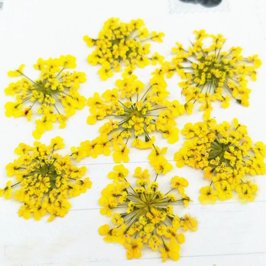 

60pcs Pressed Dried Absorb Dyed Ammi Majus Flower Plants Herbarium For Jewelry Postcard Phone Case Photo Frame Bookmark DIY